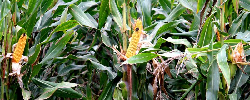 WK5258玉米种子特点，中抗大斑病