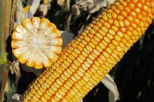 盛丰998玉米种子特点,中抗大斑病