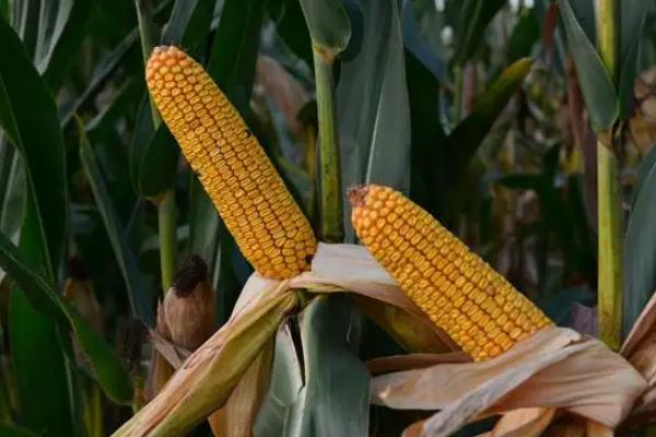 瑞鑫393玉米种子特征特性，中抗穗腐病