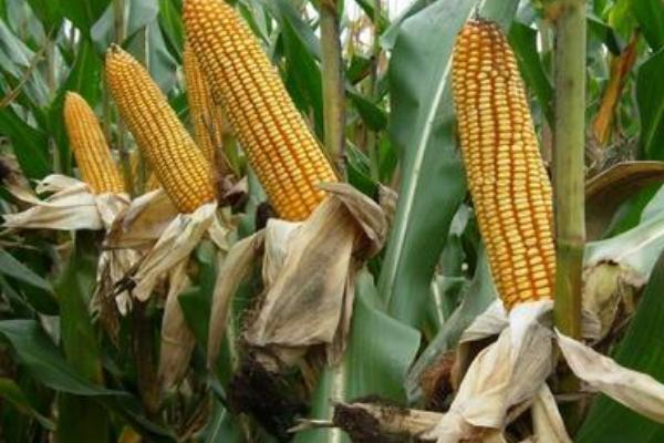 惠翔M3158玉米品种的特性，春播出苗至成熟127天