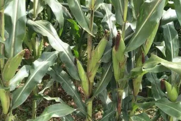 DK9999玉米种子特点,中抗穗腐病