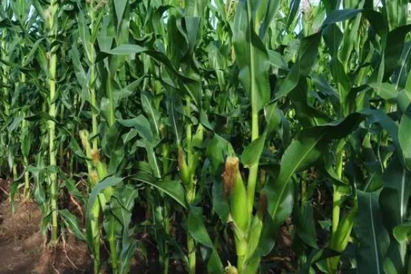DW2257玉米品种简介，中抗灰斑病