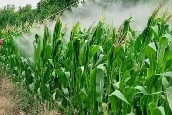 瑞鑫393玉米种子特征特性，中抗穗腐病