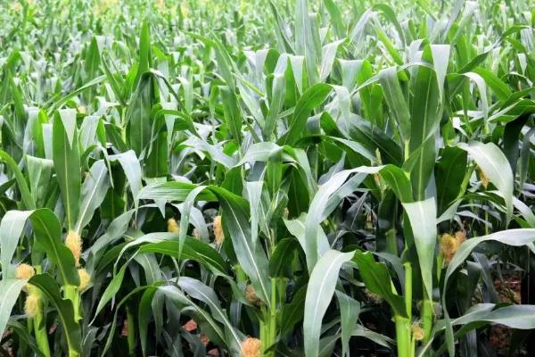 WK5258玉米种子特点,中抗大斑病