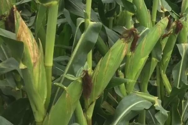 金粒园九号玉米品种简介，密度3000株/亩左右