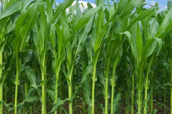 盛丰998玉米种子特点,中抗大斑病