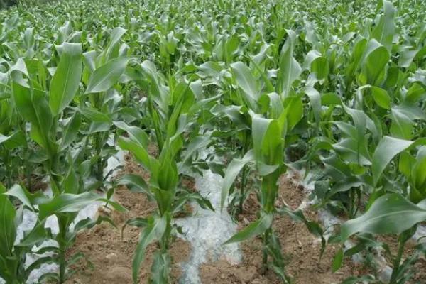 铁泉393玉米品种的特性,适宜在肥力中上等的地块种植