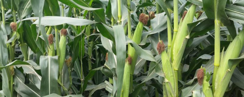 镁沅372玉米种子特征特性，高抗茎腐病