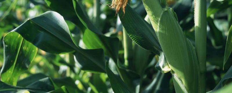 金粒园九号玉米品种简介，密度3000株/亩左右