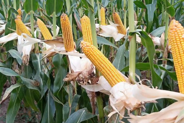 WK5258玉米种子特点,中抗大斑病