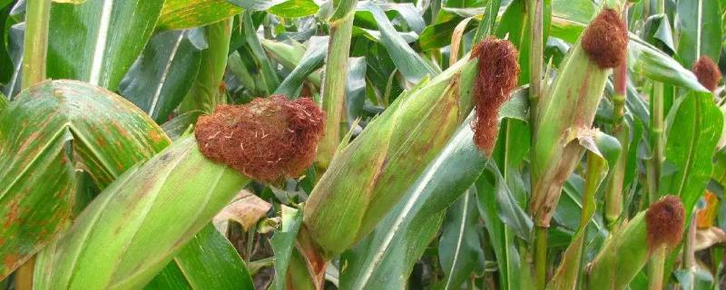 DH8866玉米种子简介，注意防治灰斑病