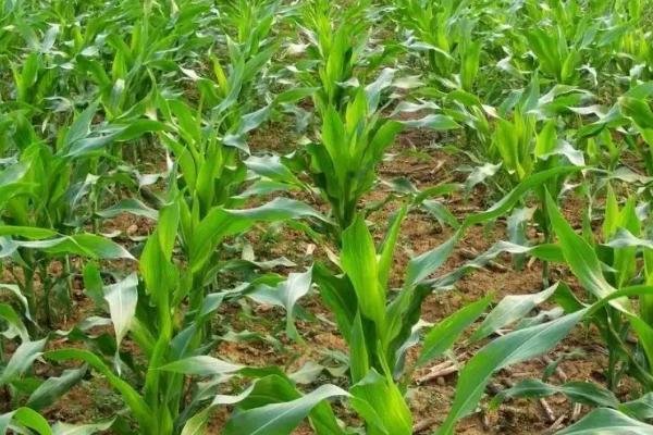强育T391玉米品种的特性，中抗茎腐病