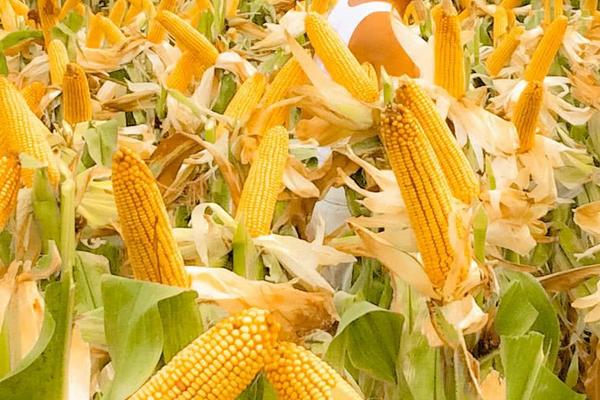 AS1866玉米种子介绍,适宜在肥力中上等的地块种植