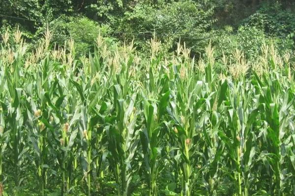 强育T391玉米品种的特性，中抗茎腐病