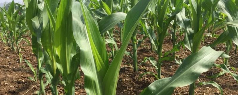凯玉1661玉米品种的特性，密度4000株/亩左右