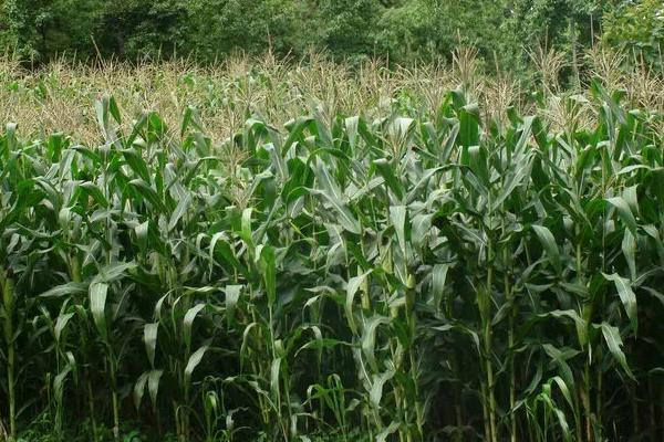 凯玉1661玉米品种的特性,密度4000株/亩左右