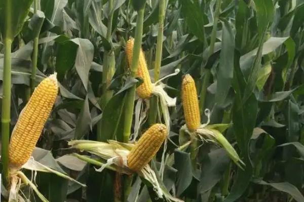 沃丰1008玉米种子介绍，中抗大斑病