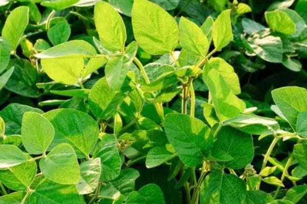 群选豆99大豆品种的特性，中等以上肥力地块上种植