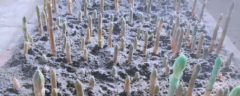 种植天麻如何灭除杂菌，可提前30天左右对培育料做消毒处理