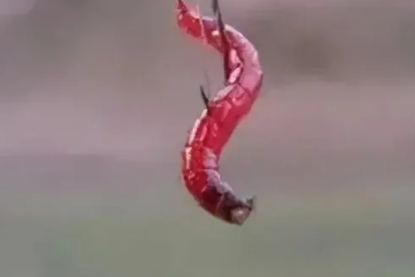 挂红虫要用有刺钩吗，挂在有刺钩上面不易脱落且不易跑鱼