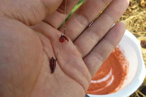 挂红虫要用有刺钩吗，挂在有刺钩上面不易脱落且不易跑鱼