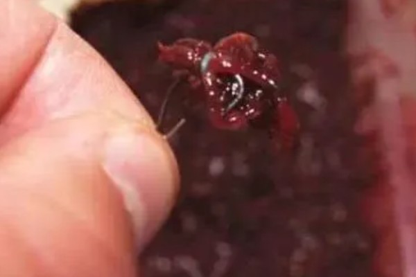 挂红虫要用有刺钩吗，挂在有刺钩上面不易脱落且不易跑鱼