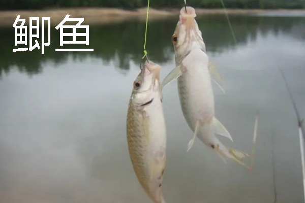 挂红虫要用有刺钩吗，挂在有刺钩上面不易脱落且不易跑鱼