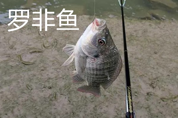 挂红虫要用有刺钩吗，挂在有刺钩上面不易脱落且不易跑鱼