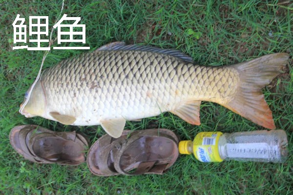 挂红虫要用有刺钩吗，挂在有刺钩上面不易脱落且不易跑鱼