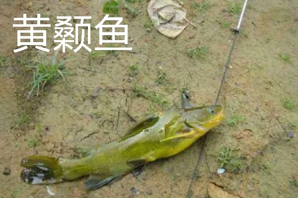 挂红虫要用有刺钩吗，挂在有刺钩上面不易脱落且不易跑鱼