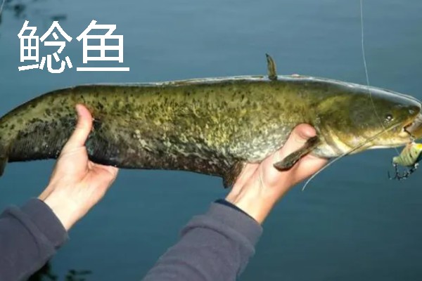 挂红虫要用有刺钩吗，挂在有刺钩上面不易脱落且不易跑鱼