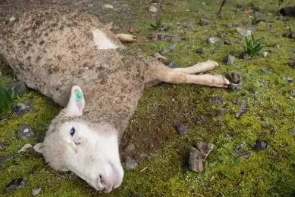 羊不爱吃草的原因,可能是发烧、饲料发霉等因素引起