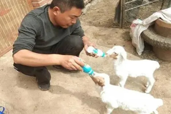 羊不爱吃草的原因,可能是发烧、饲料发霉等因素引起