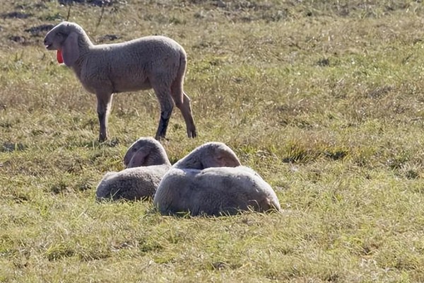 羊不爱吃草的原因,可能是发烧、饲料发霉等因素引起