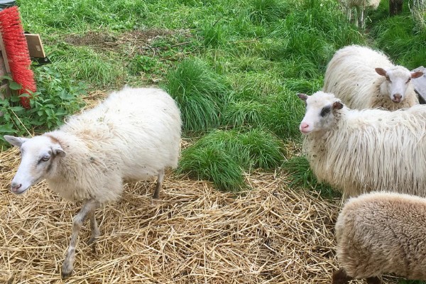 羊不爱吃草的原因,可能是发烧、饲料发霉等因素引起