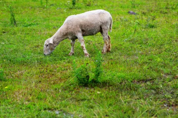 羊不爱吃草的原因,可能是发烧、饲料发霉等因素引起