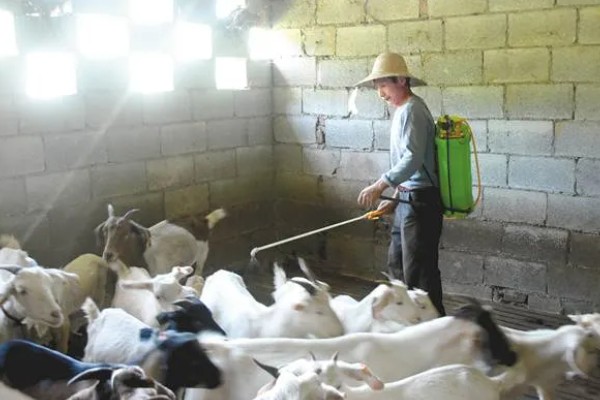 羊不爱吃草的原因,可能是发烧、饲料发霉等因素引起