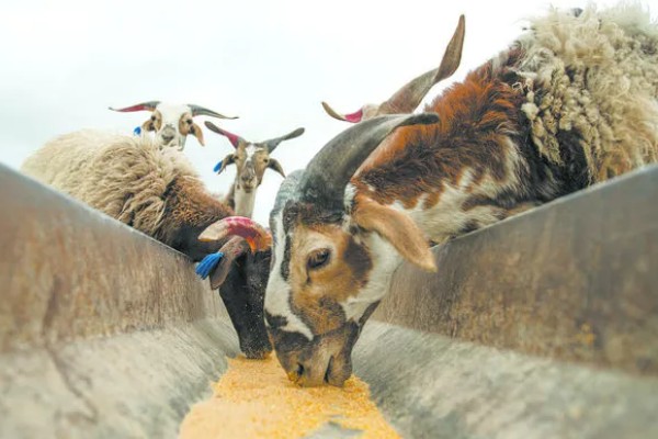 羊不爱吃草的原因,可能是发烧、饲料发霉等因素引起