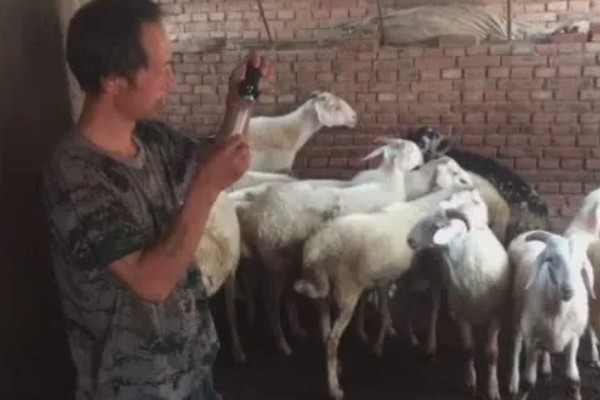 羊不爱吃草的原因,可能是发烧、饲料发霉等因素引起