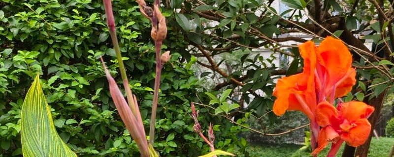 芭蕉的开花时间，花期一般为6-7月份