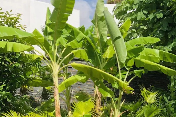 芭蕉的开花时间，花期一般为6-7月份