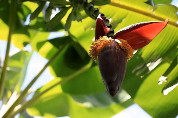 芭蕉的开花时间，花期一般为6-7月份