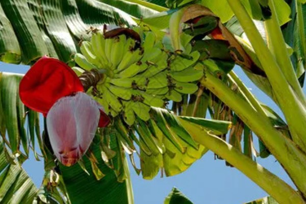 芭蕉的开花时间，花期一般为6-7月份