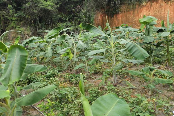 芭蕉的开花时间，花期一般为6-7月份