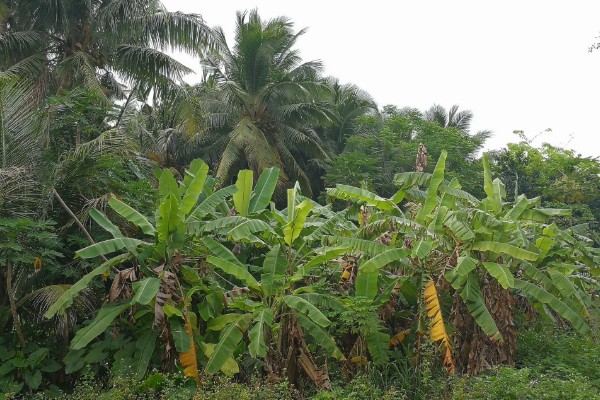芭蕉的开花时间，花期一般为6-7月份