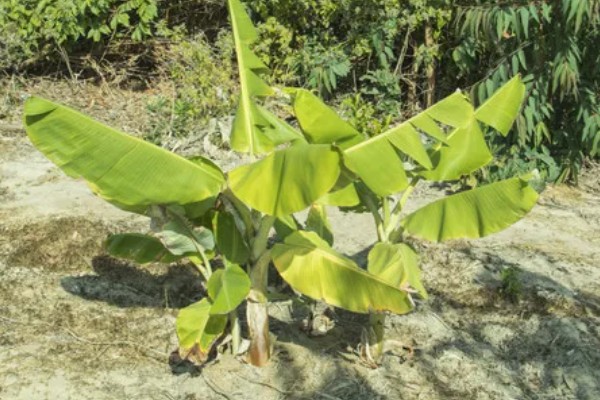 芭蕉的开花时间，花期一般为6-7月份