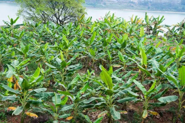 芭蕉的开花时间，花期一般为6-7月份