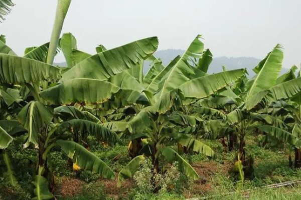 芭蕉的开花时间，花期一般为6-7月份