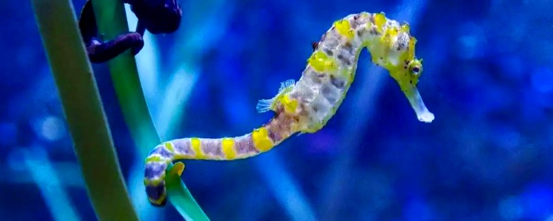 海马是什么动物种类，海马是鱼类