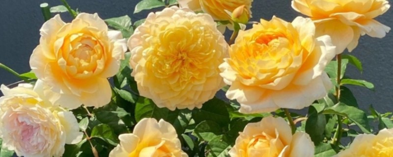 黄玫瑰有什么花语，代表已逝的爱、等待的爱等含义